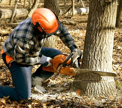 Tree Removal in Paradise, KS